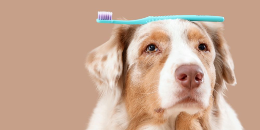 Zahnpflege beim Hund: Warum du nicht warten solltestđŠ·đ¶