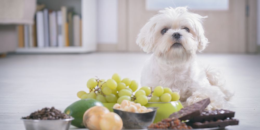 Was darf ein Hund nicht essen? 20 gefährliche Lebensmittel im Überblick