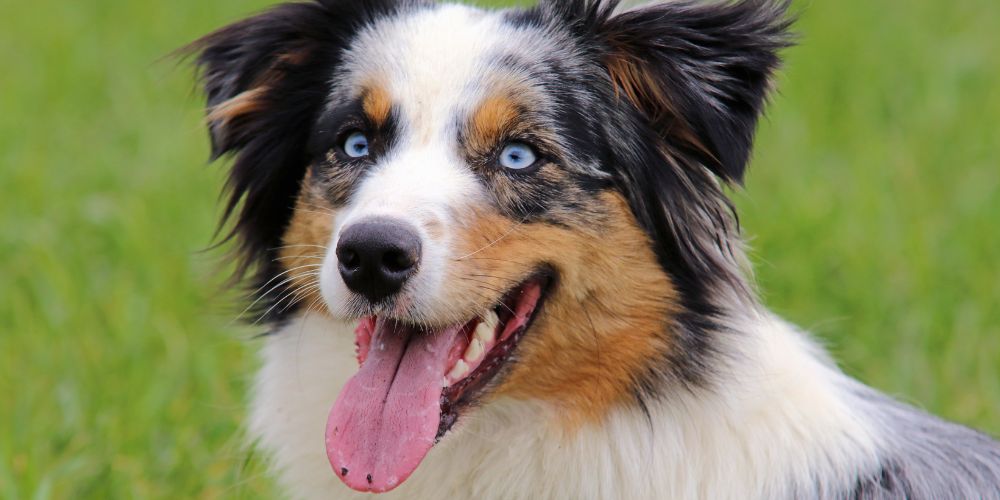Rassespezial: Der Australian Shepherd – Familienhund oder Energiebündel?