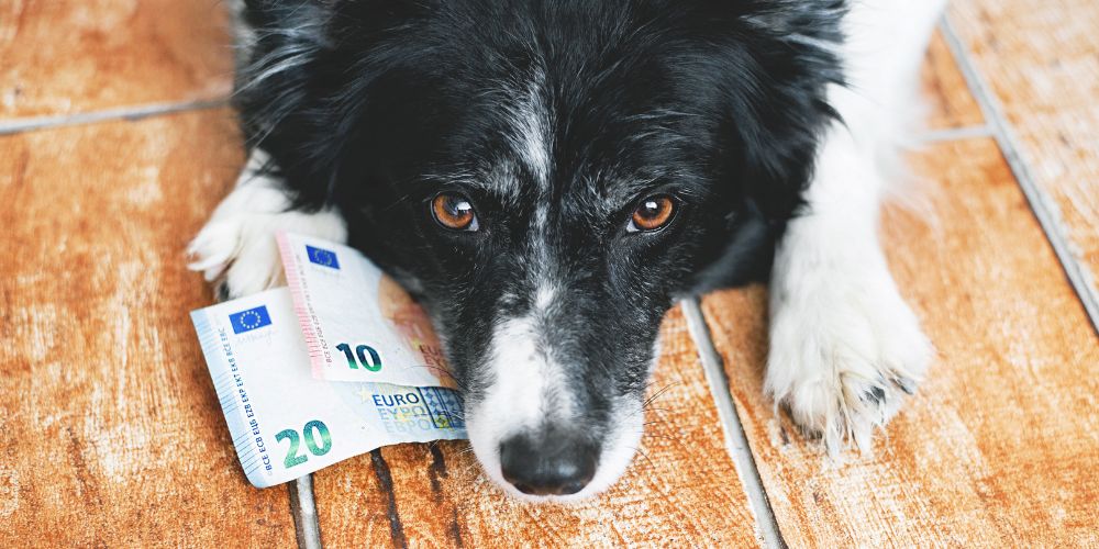 Wie viel kostet ein Hund im Monat? Eine realistische Einschätzung