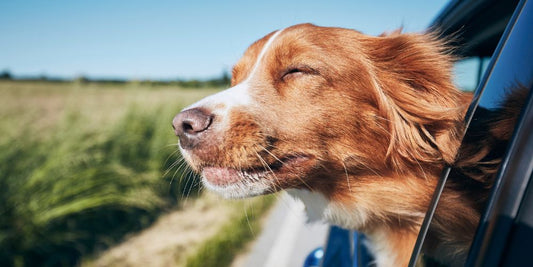Sommerurlaub mit Hund: Tipps für Reise, Unterkunft & Transport