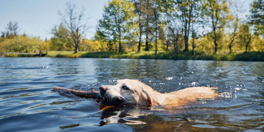 Wassergewöhnung & Schwimmen mit Hund: Tipps für Einsteiger