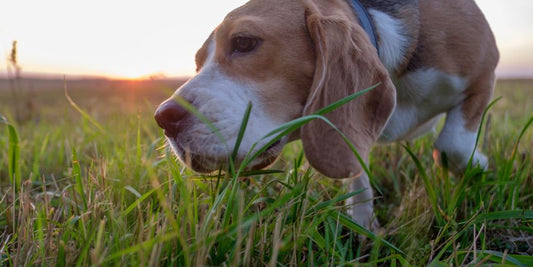 Hund frisst Gras – harmlos oder Warnsignal?🌱🐶