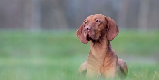 Rassespezial: Vizsla – Der ungarische Wirbelwind für aktive Menschen