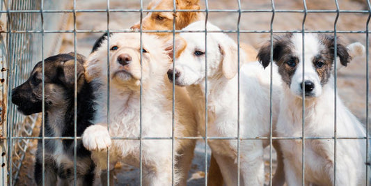 Hund aus dem Ausland adoptieren – Chancen & Herausforderungen