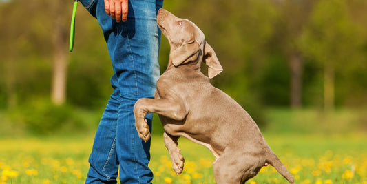 Hund springt Besucher an – So gewöhnst du es ihm ab🐕‍🦺