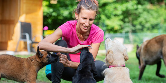 Hundetrainer oder Onlinekurs – Was bringt mehr?