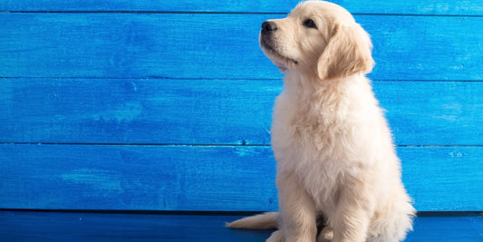 Stubenrein werden: So klappt's bei Welpen & erwachsenen Hunden