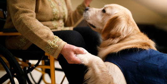 Emotional Support Dogs – Was steckt hinter dem Trend?