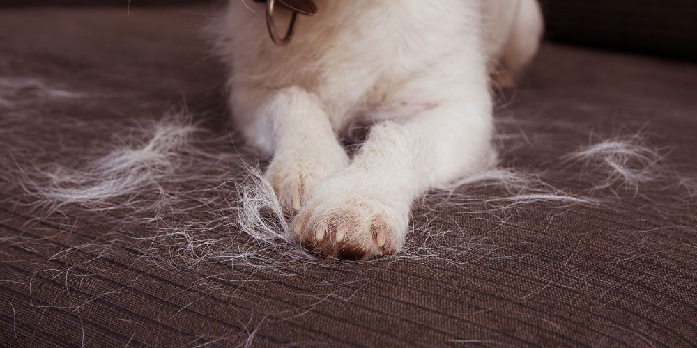 Hund haart stark – Ursachen, Tipps & Hausmittel gegen Haarverlust