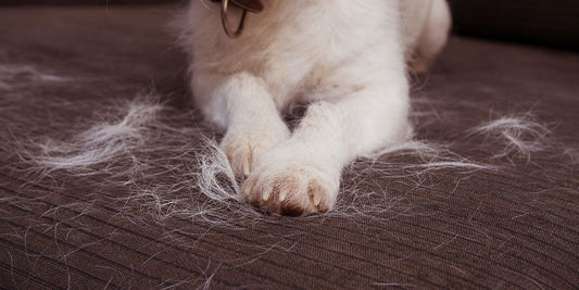 Hund haart stark – Ursachen, Tipps & Hausmittel gegen Haarverlust