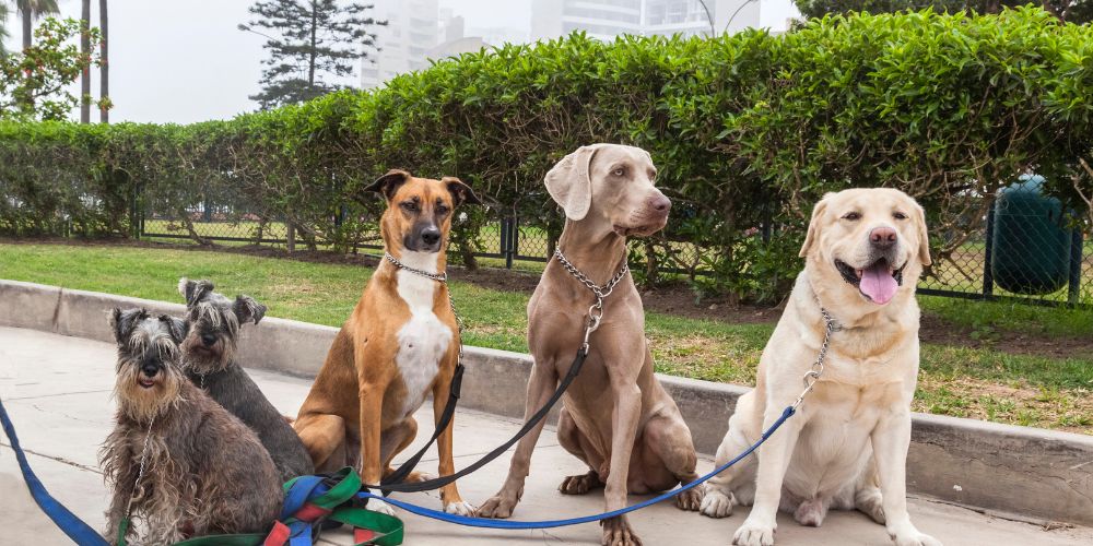 Welcher Hund passt zu mir? Entscheidungshilfe für zukünftige Hundehalter