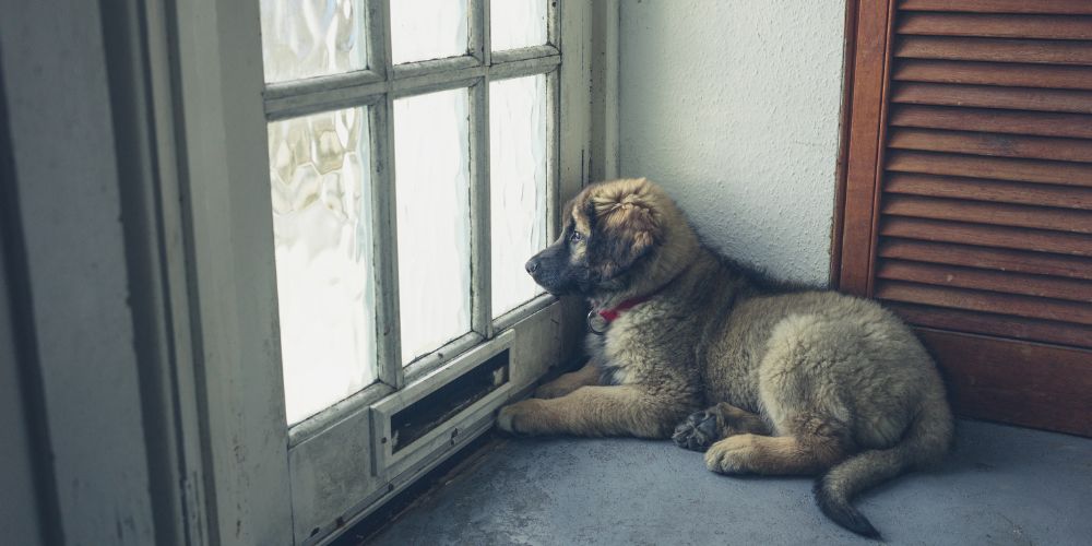 Alleine bleiben lernen: So gewöhnt sich dein Hund ans Alleinsein