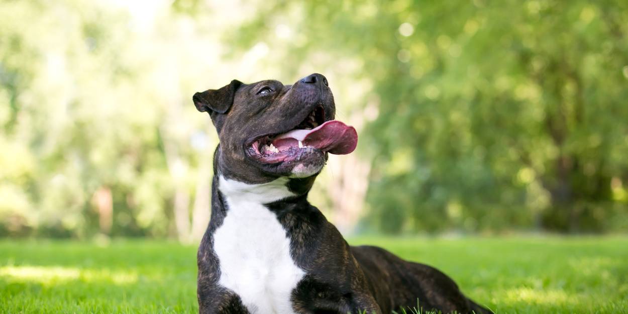 Warum braucht mein Hund im Sommer eine Trinkflasche?