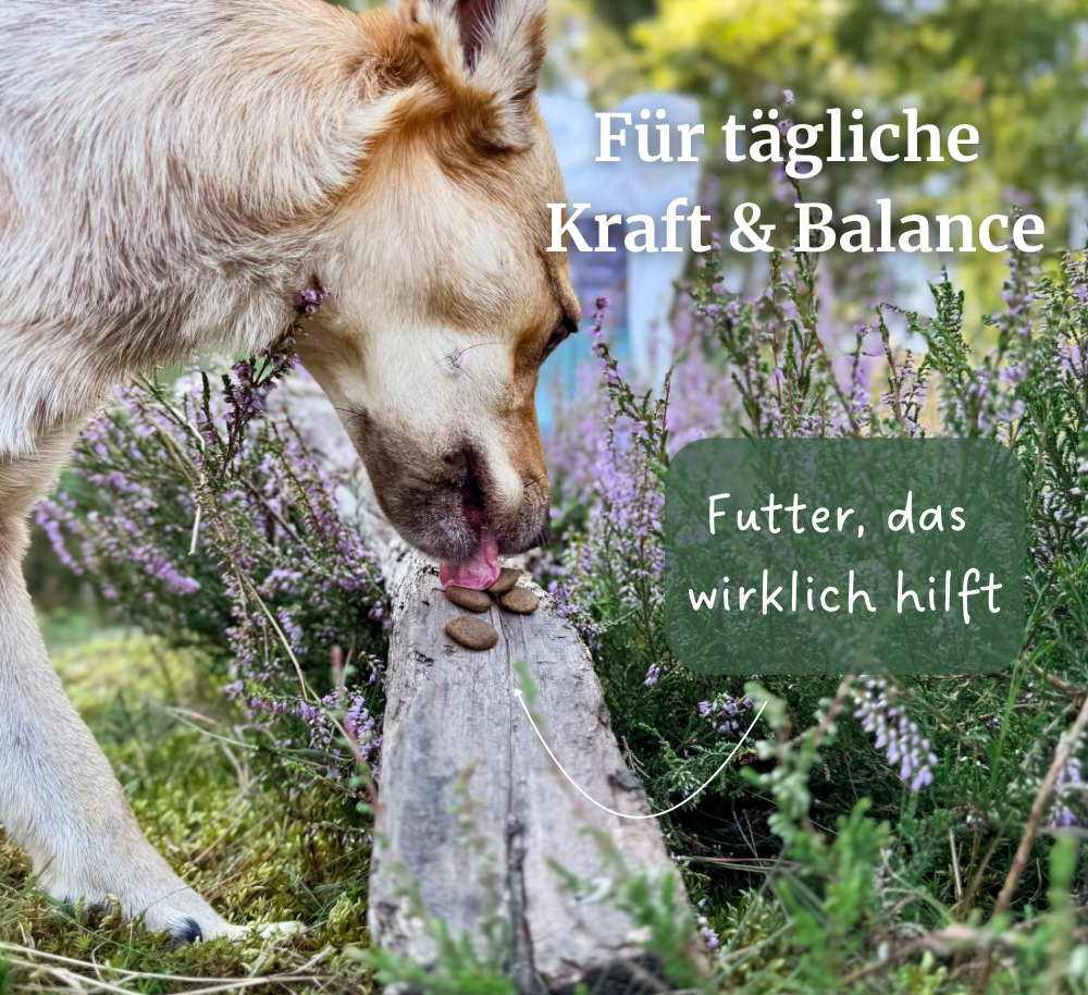 Trockenfutter Huhn & Kartoffel - 800g / 10kg