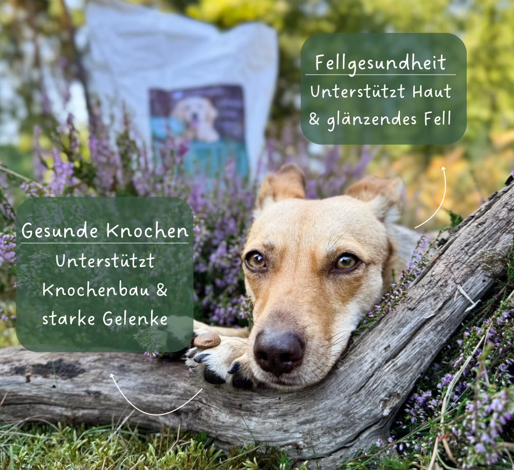 Trockenfutter Huhn & Kartoffel - 800g / 10kg