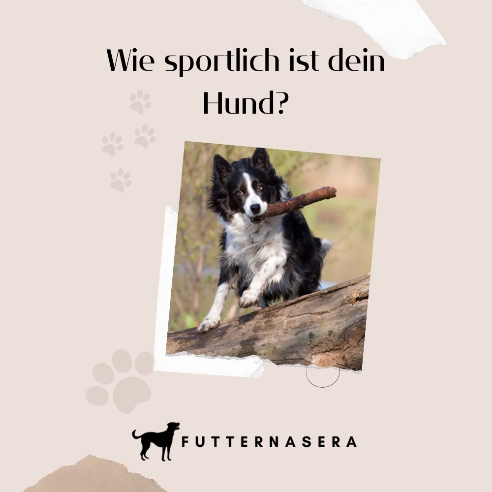 E-Book - Wie sportlich ist dein Hund?