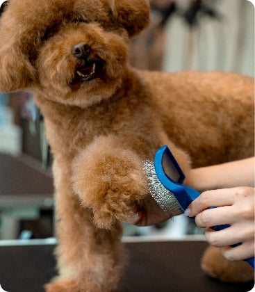 Hundesalons & Shops